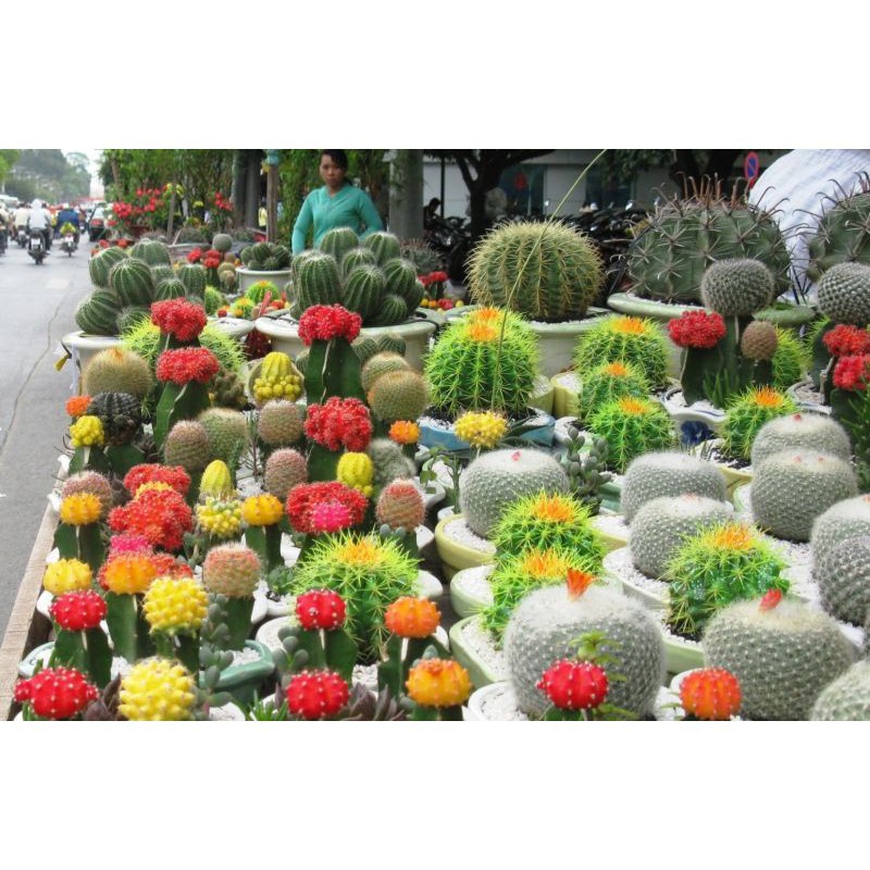 Hạt Giống Sương Rồng Mix Tặng Bộ Dụng Cụ Mini Trồng Cây Tặng Bộ Dụng Cụ Mini Trồng Cây