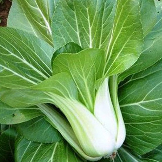 Hạt giống cải bẹ trắng