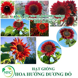 Sale off Hạt giống hoa hương dương đỏ cực đẹp.