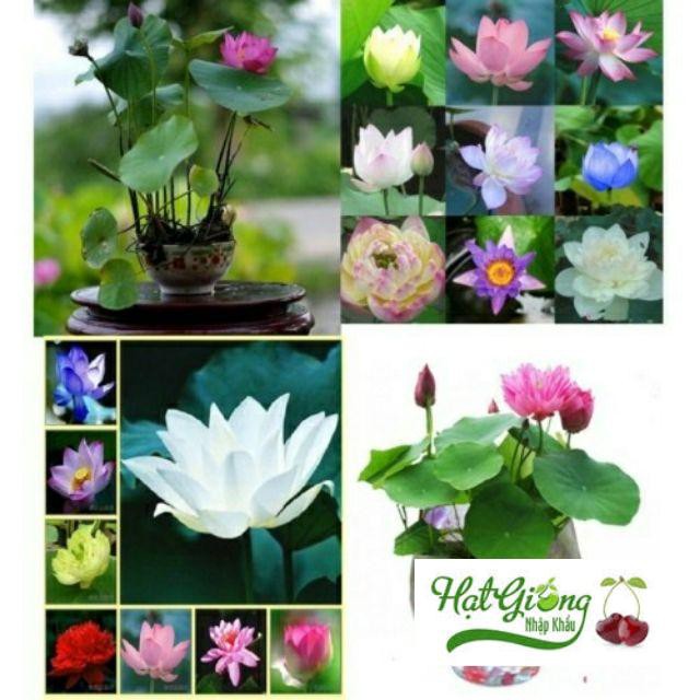 100 Hạt sen nhật mini 8 màu LINH NGOC