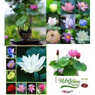 100 hạt sen nhật mini 8 màu linh ngoc