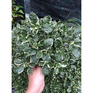 Cây Cẩm thạch mini