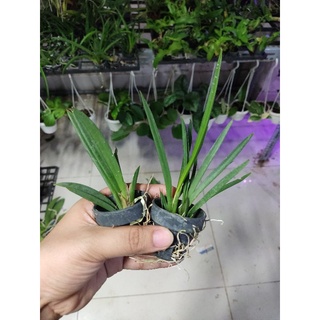 Hoa lan vũ nữ bút chì
