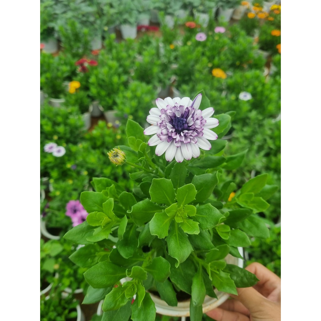 Chậu cúc nam phi,Osteospermum sẵn hoa nhiều màu cho khách chọn-vườn của boss