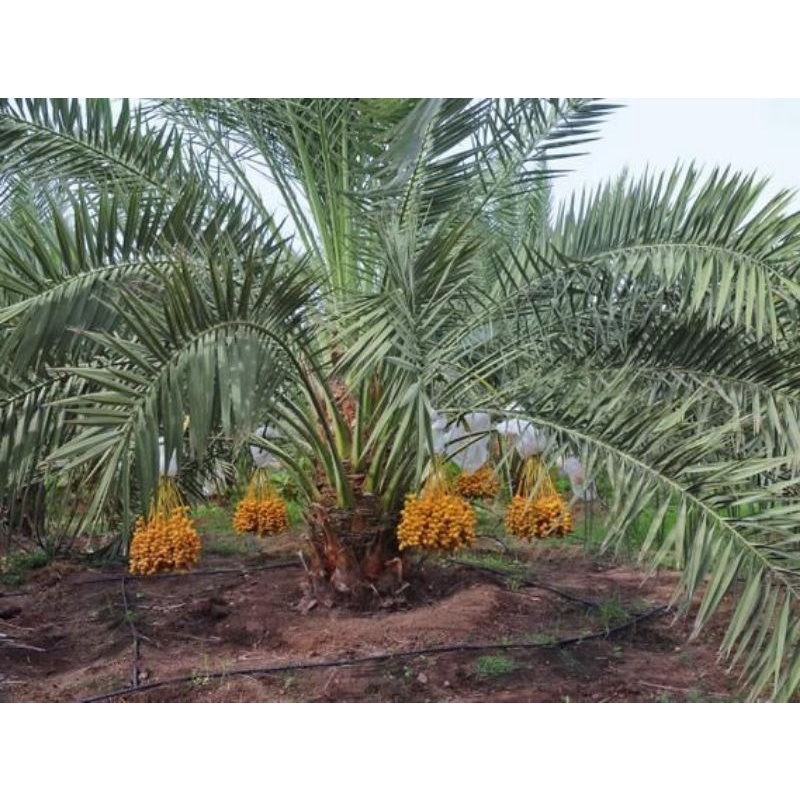 Cây Chà Là Barhee