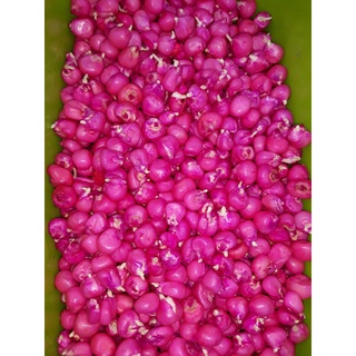 ( SIÊU RẺ ) Hạt giống ngô tím, bắp tím 5gr