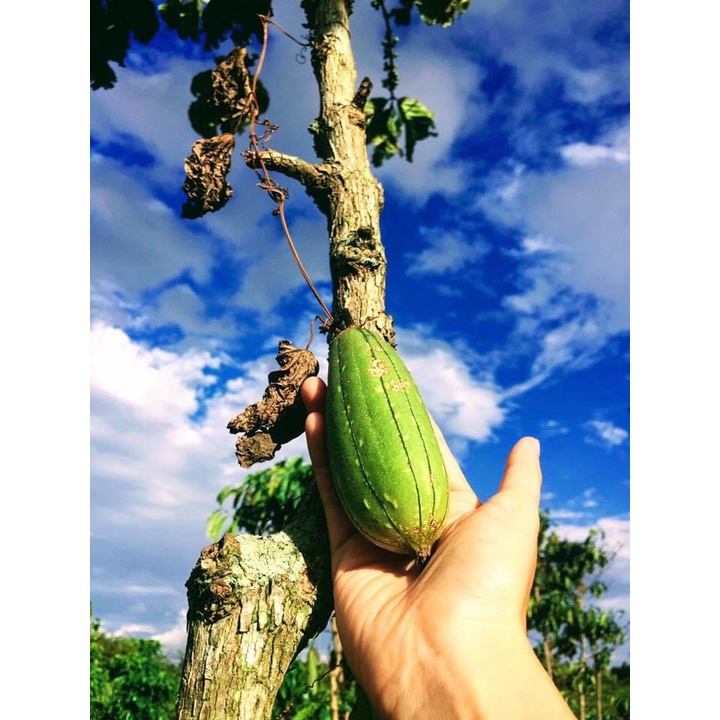 CÂY CHÀ LƯNG XƠ MƯỚP / BÔNG TẮM XƠ MƯỚP- LOOFAH