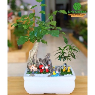 [ Quà Tặng Kèm ] Cây hạnh phúc bonsai