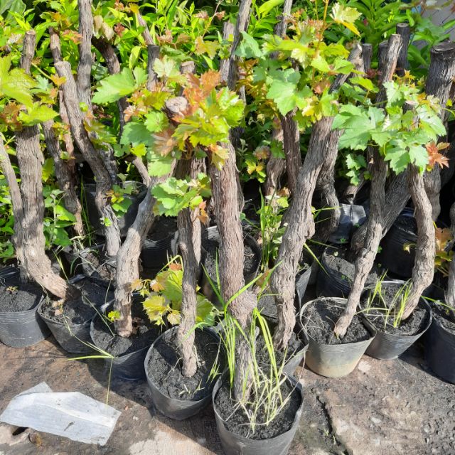 Cây Nho Ninh Thuận ( Dây leo  )