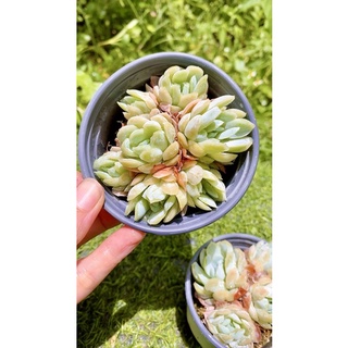 sen đá Hải ly Hồng bạc tròn