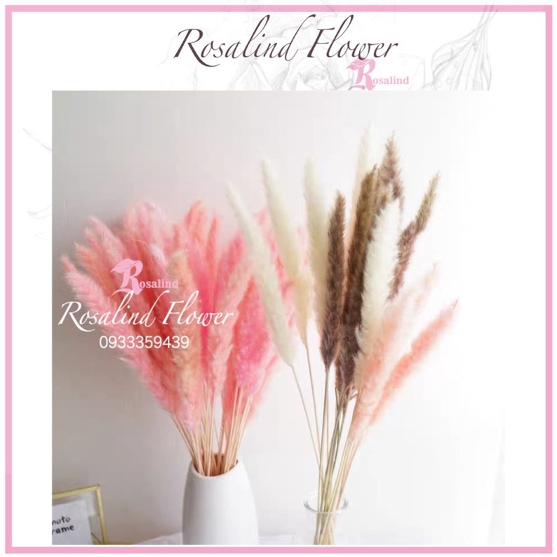 1 bó cỏ lau hồ ly 15 cành deco vintage ,hoa khô trang trí chụp ảnh