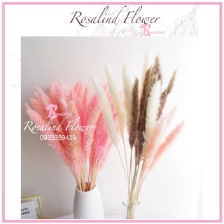 1 bó cỏ lau hồ ly 15 cành deco vintage ,hoa khô trang trí chụp ảnh