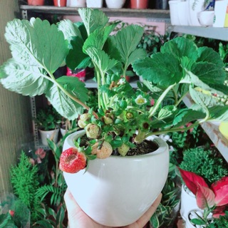 Chậu cây dâu tây