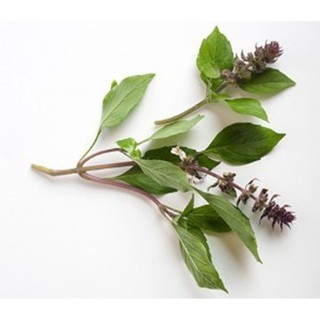 Hạt giống rau húng quế