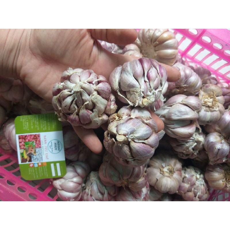 Tỏi Tía Ta 1kg | BigBuy360 - bigbuy360.vn