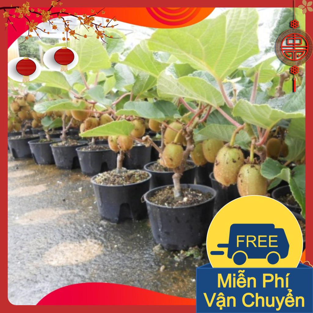 Combo 3 Gói Hạt Giống Cây Kiwi