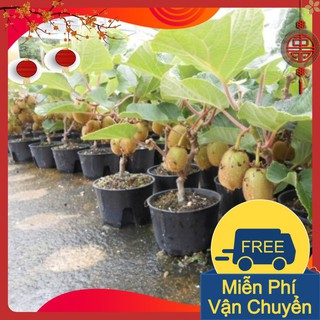 Combo 3 Gói Hạt Giống Cây Kiwi