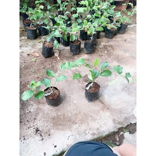 cây giống táo thái ròn