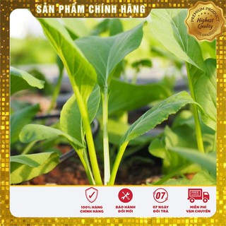 Bộ gói hạt giống Cải ngọt