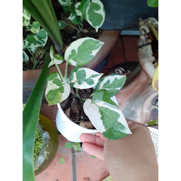 Trầu bà cẩm thạch, thái vàng, xanh, vàng var 5k/ cành