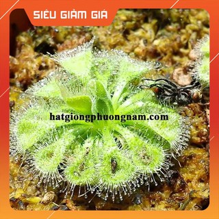 50H - HẠT GIỐNG CÂY BẮT MỒI GỌNG VÓ [Giá Hủy Diệt]