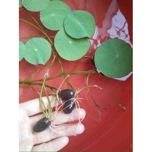 HẠT SEN MINI NHẬT NHIỀU  MÀU
