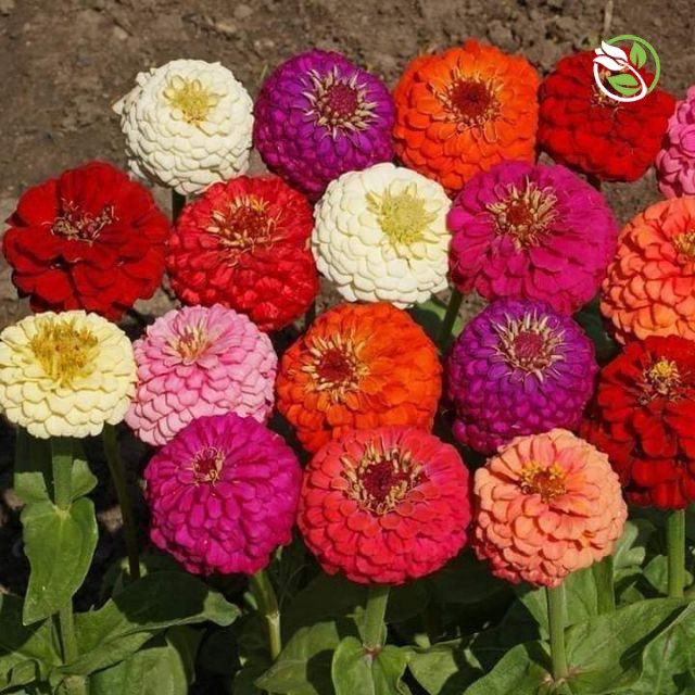 Hạt Giống Hoa Cúc Lá Nhám MIX PN-12 Phú Nông - Gói 0.2g - Zinnia Elegans Mix