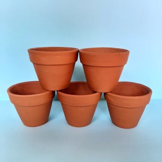 Chậu mini đựng cây hoa hướng dương