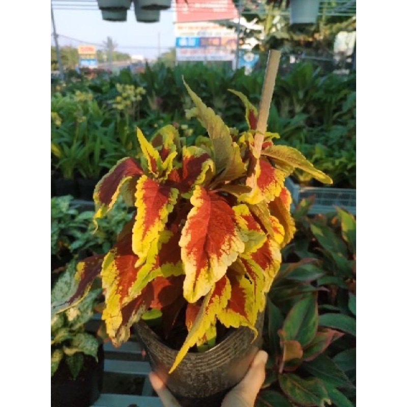 Cây lá gấm nhiều màu