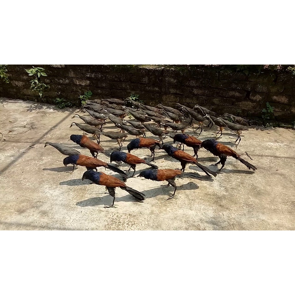 Mẹt Bán Nguyệt : Bịp , Quốc .Chiều rộng 50 cm - chiều dài 100cm Mẹt Đánh Mọi địa hình
