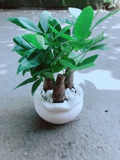 Chậu Kim Ngân 3 Thân