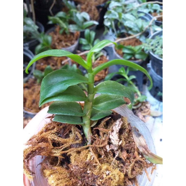 Hoa phong lan 5ct Bùi Việt | BigBuy360 - bigbuy360.vn