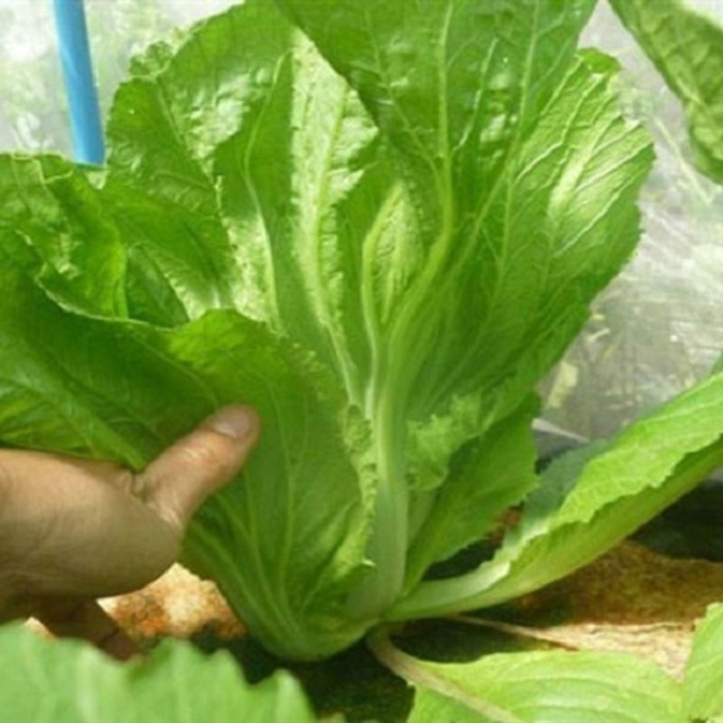 Hạt giống Cải bẹ Đông Dư, cải bẹ dưa 20gr