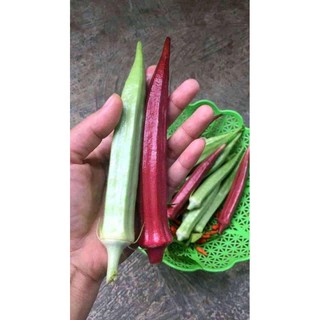 Hạt Giống Đậu Bắp Đỏ Thái Lan 20 hạt