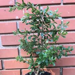 Linh sam tím siêu bông hoa thơm