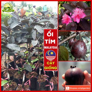 Cây ổi tím Malaysia cho ra trái sớm hoa đẹp trái ngọt - QD13