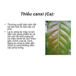 ( HOT HOT ) Phân bón trung lượng Siêu Canxi gói 50gr