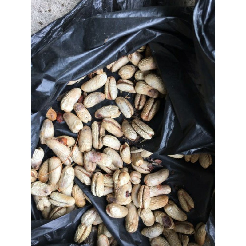 Hạt giống cây chà là