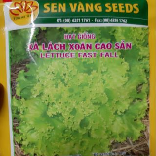 Hạt giống xà lách xoăn