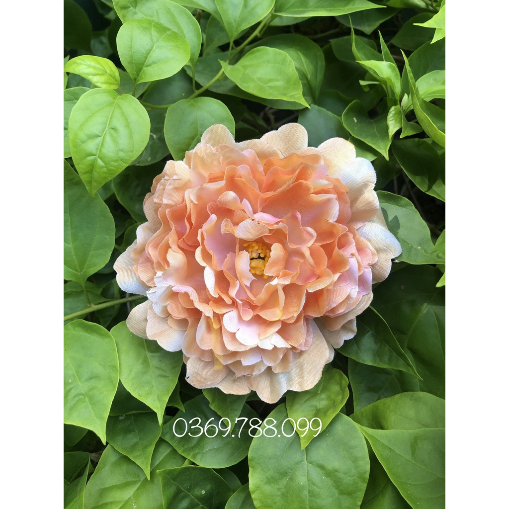 Đầu bông mẫu đơn trang trí set quà, làm đồ handmade