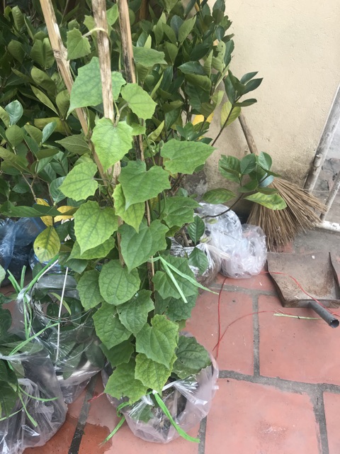 Siêu phẩm cây dây leo Cát Đằng chỉ 80k