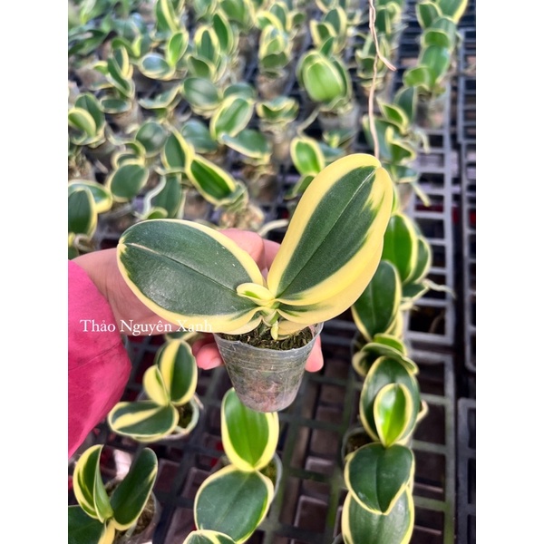 Hồ Điệp Lá Biên