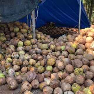 Combo 3 Trái Dừa Khô Đê Làm Bánh