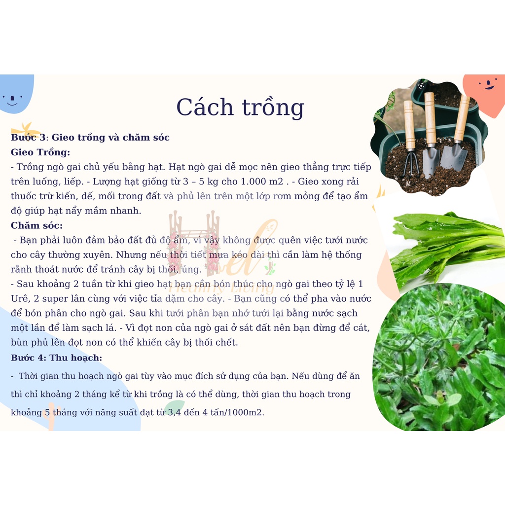 Hạt Giống Ngò Gai (Mùi Tàu) Dễ Trồng, Thơm - Trồng Hạt Giống Rau Củ Quả Bằng Đất Sạch, Xơ Dừa, Mùn Dừa, Phân Bón Hữu Cơ