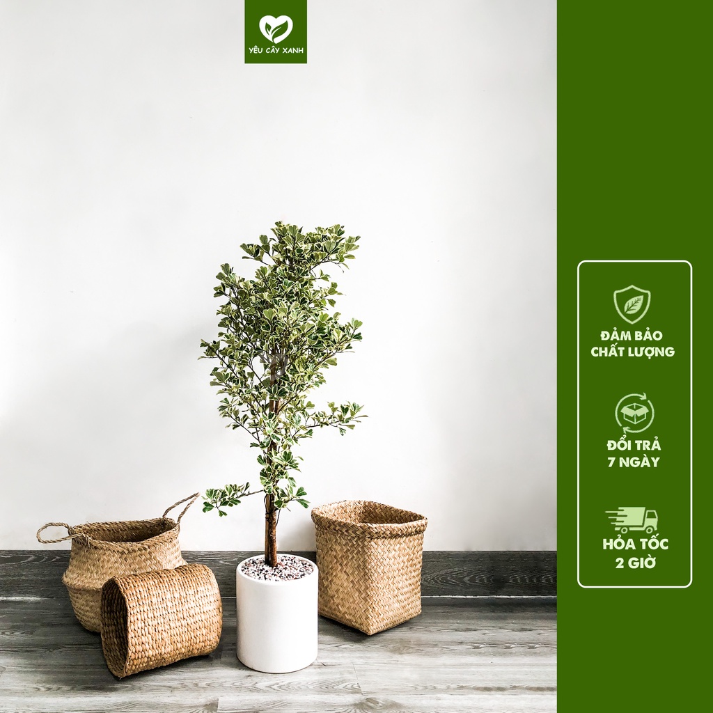 Cây Đa Tam Phúc Nội Thất size lớn trang trí ban công kèm chậu men sứ