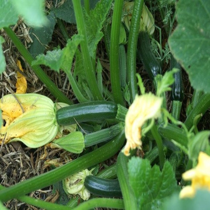 Hạt Giống HN Bí Ngòi Xanh F1