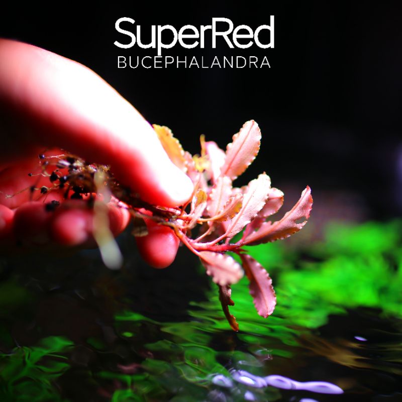 Bucep Super Red | Cây thủy sinh lá siêu đỏ | hàng ngọn | lá cạn