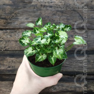 Cây môn lá tim mini (Syngonium mini pixie)