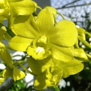 Dendro Nắng, Màu Sắp Hoa
