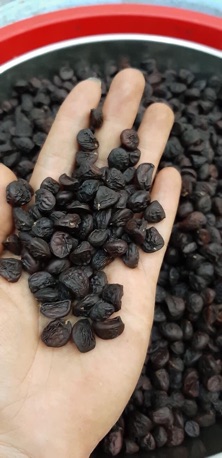 100g Hạt dổi nếp Tây Bắc